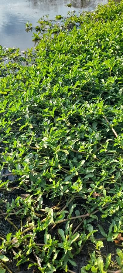 Alternanthera philoxeroides leaf