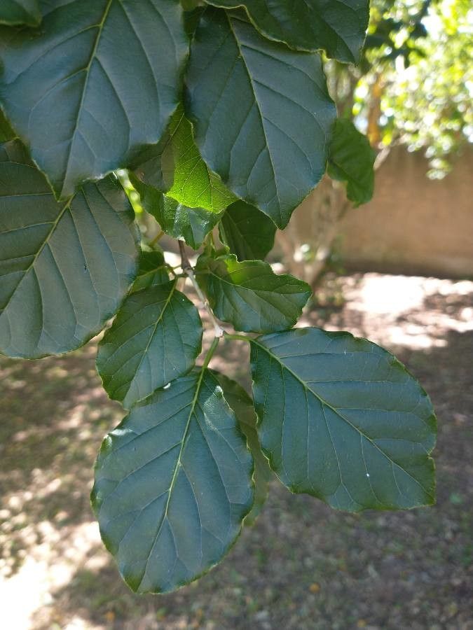 Campomanesia xanthocarpa — houseplant care guide