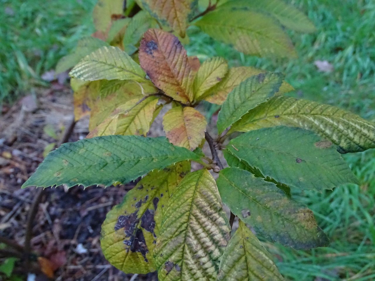 Meliosma flexuosa — houseplant care guide