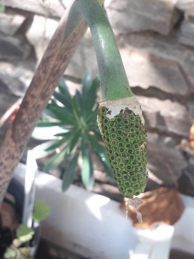 Arisaema erubescens fruit