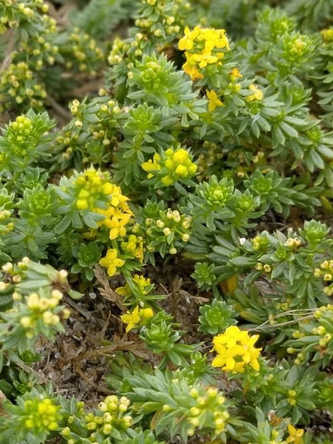 Galium arenarium flower