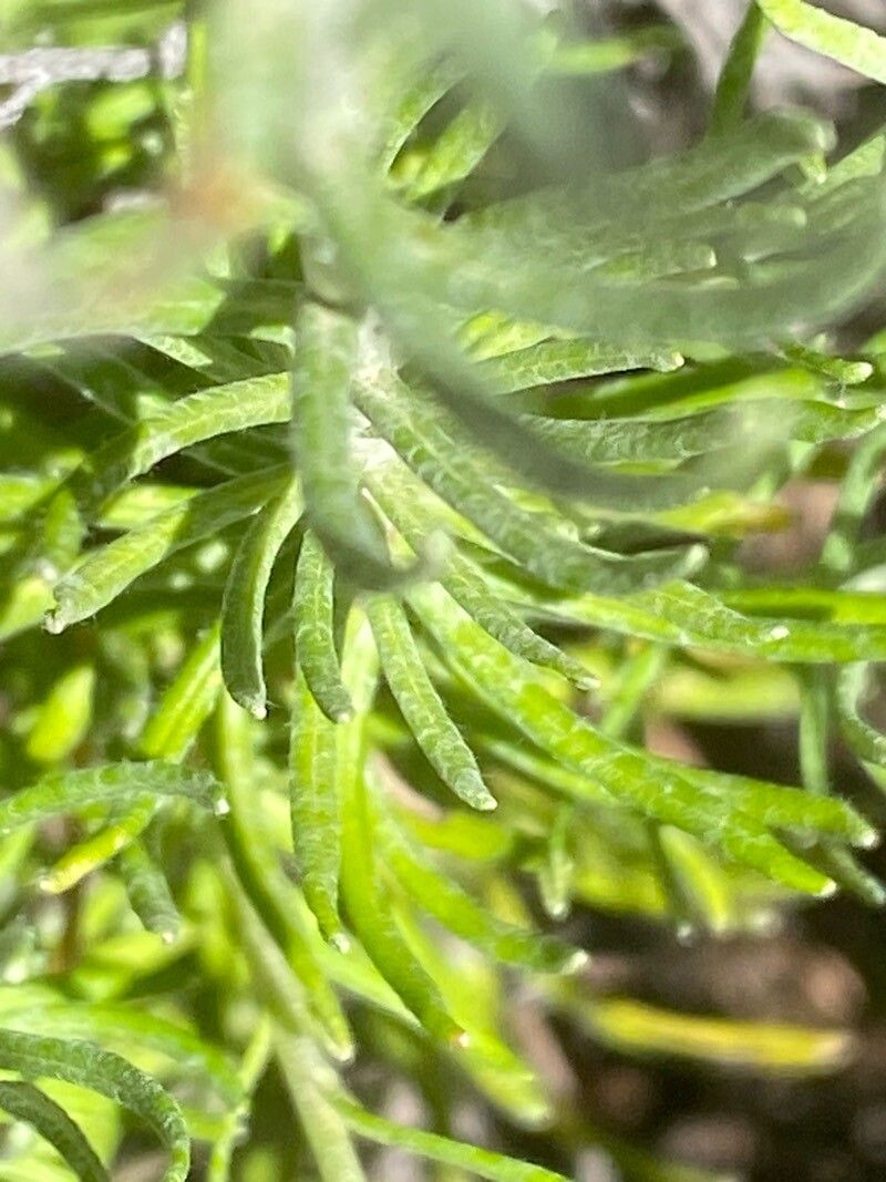 Helichrysum saxatile leaf