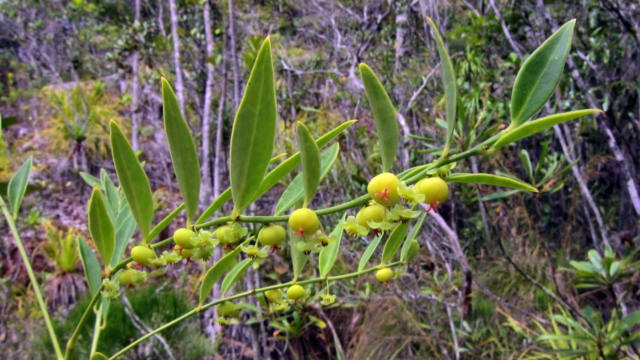 Phyllanthus francii fruit