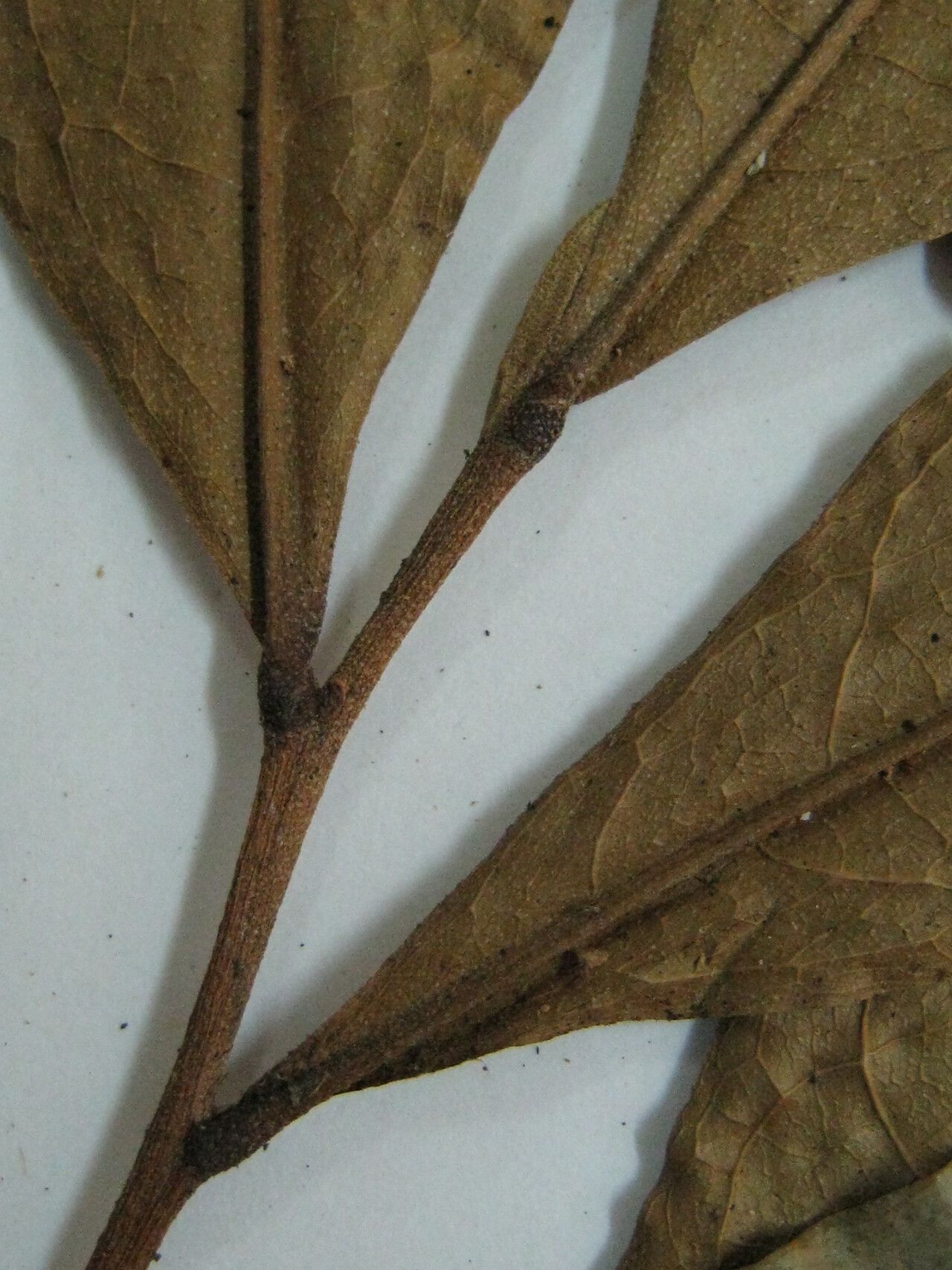 Duguetia yeshidan other