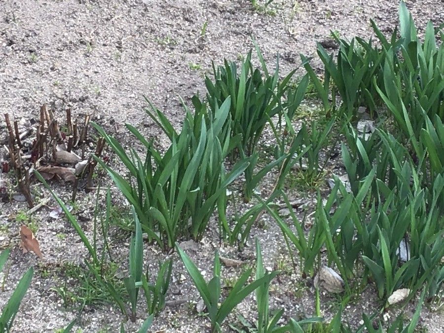 Allium stipitatum — search result for 'Iraq'