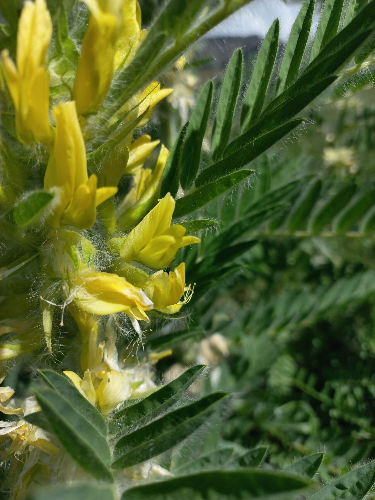 Astragalus sieversianus — houseplant care guide