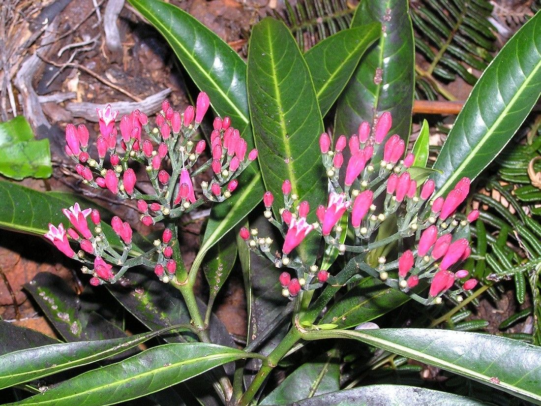 Psychotria belepensis leaf
