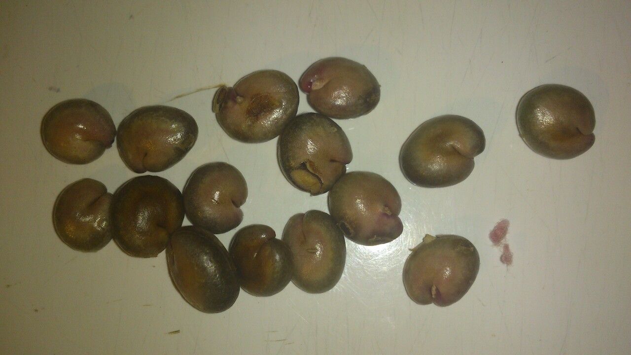 Eugenia sancarlosensis fruit