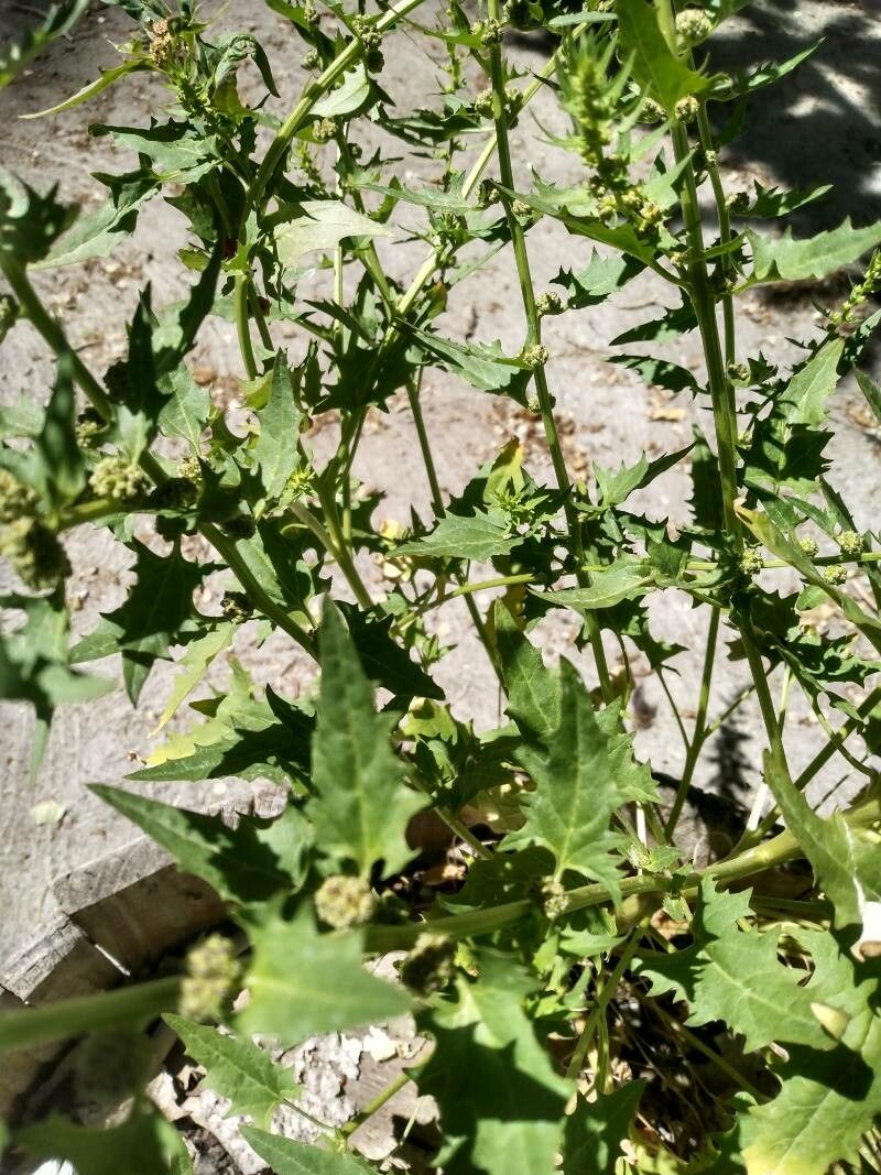 Chenopodium capitatum leaf