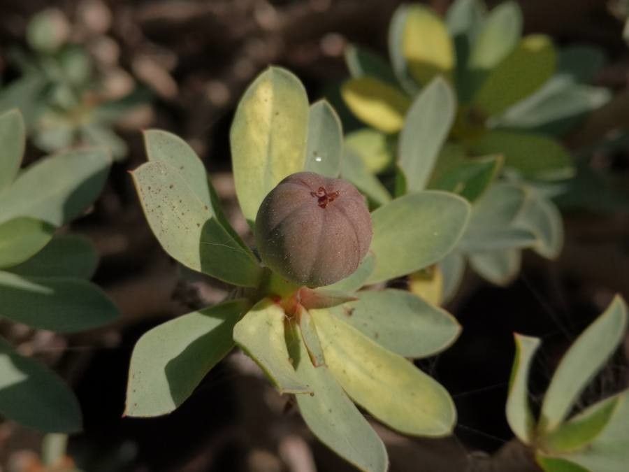 Euphorbia balsamifera fruit