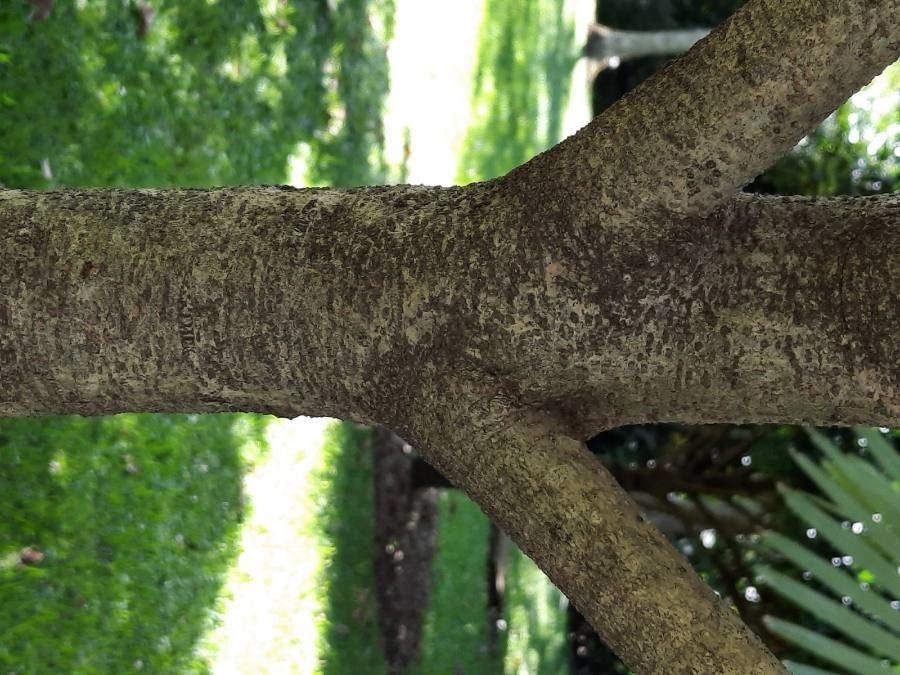 Ardisia compressa bark