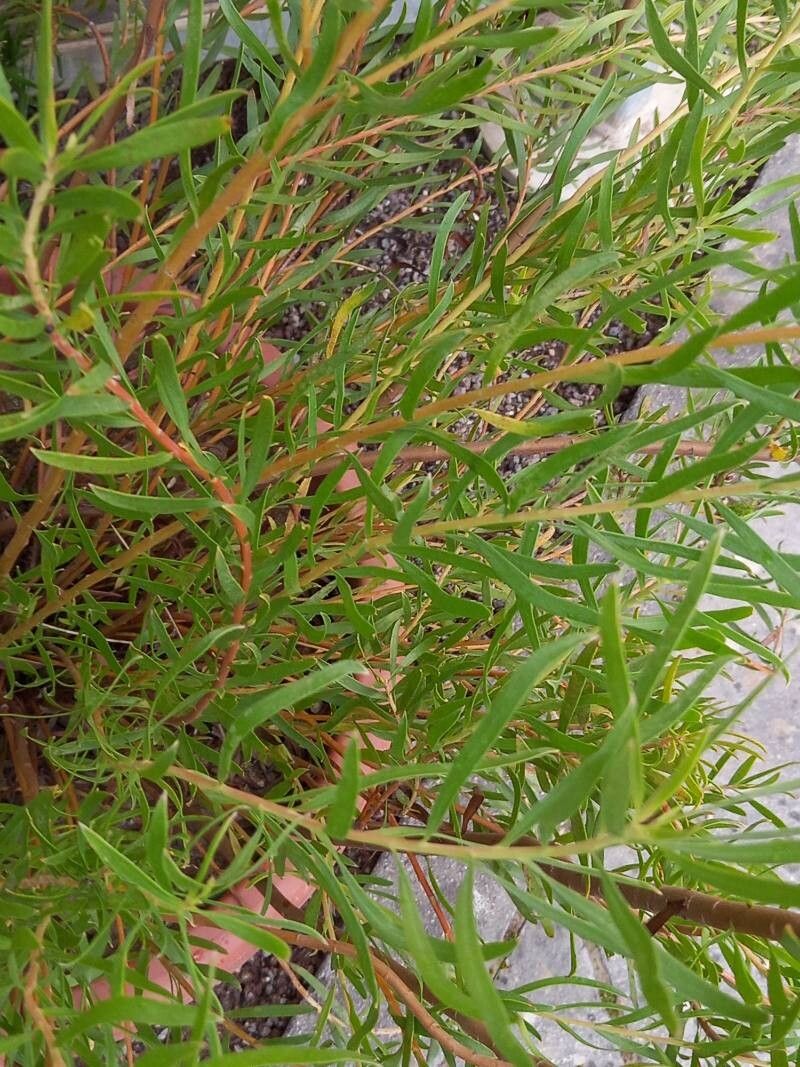 Leucadendron spissifolium — search result for 'Proteaceae'