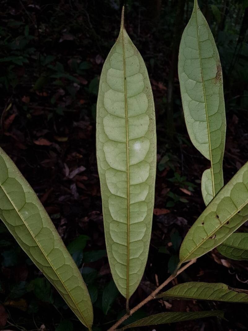 Annona pittieri — search result for 'Annona'