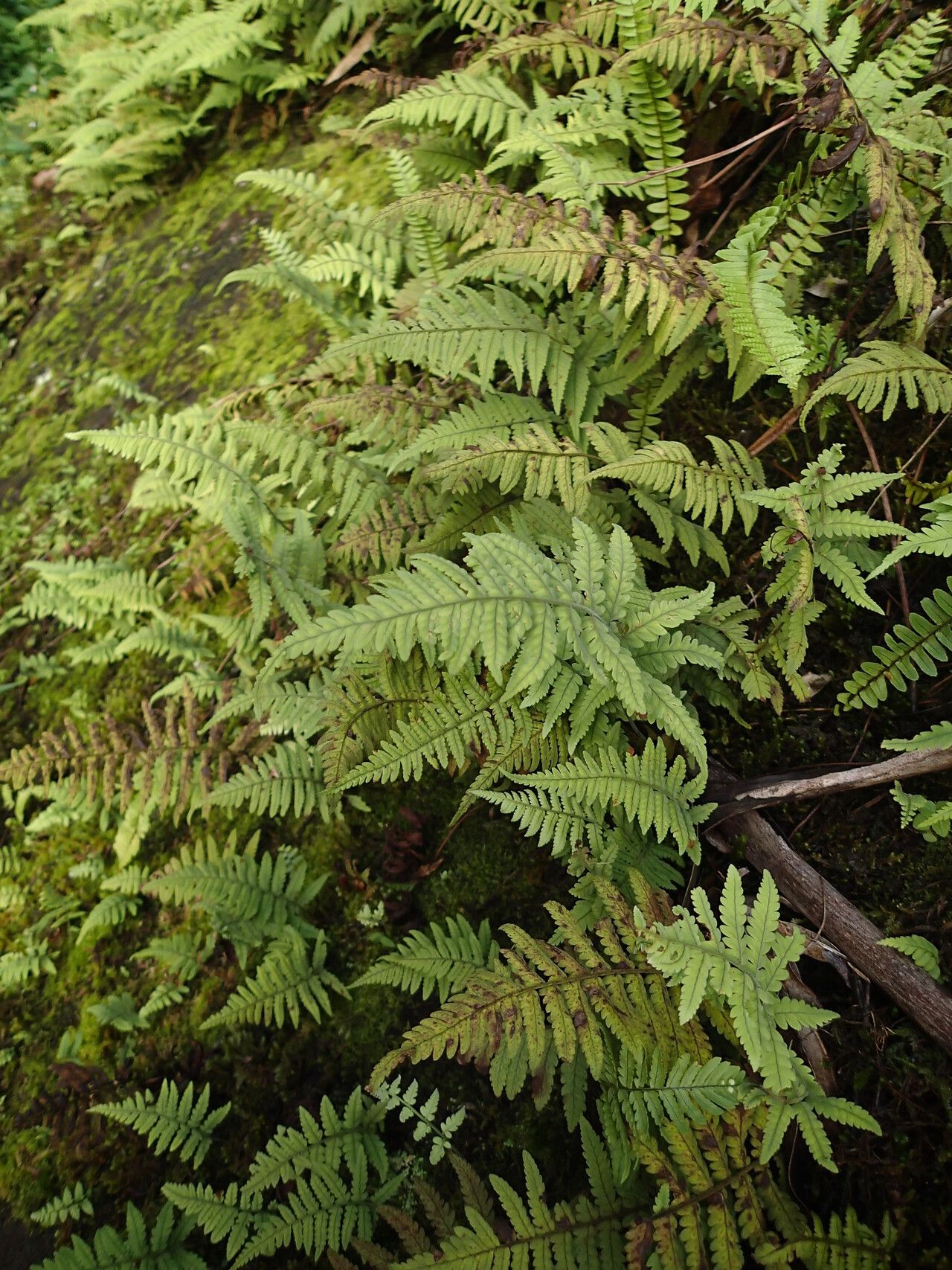 Arthropteris monocarpa habit