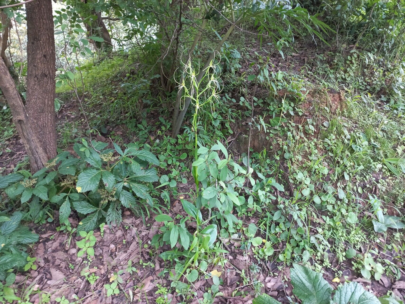 Habenaria cirrhata habit