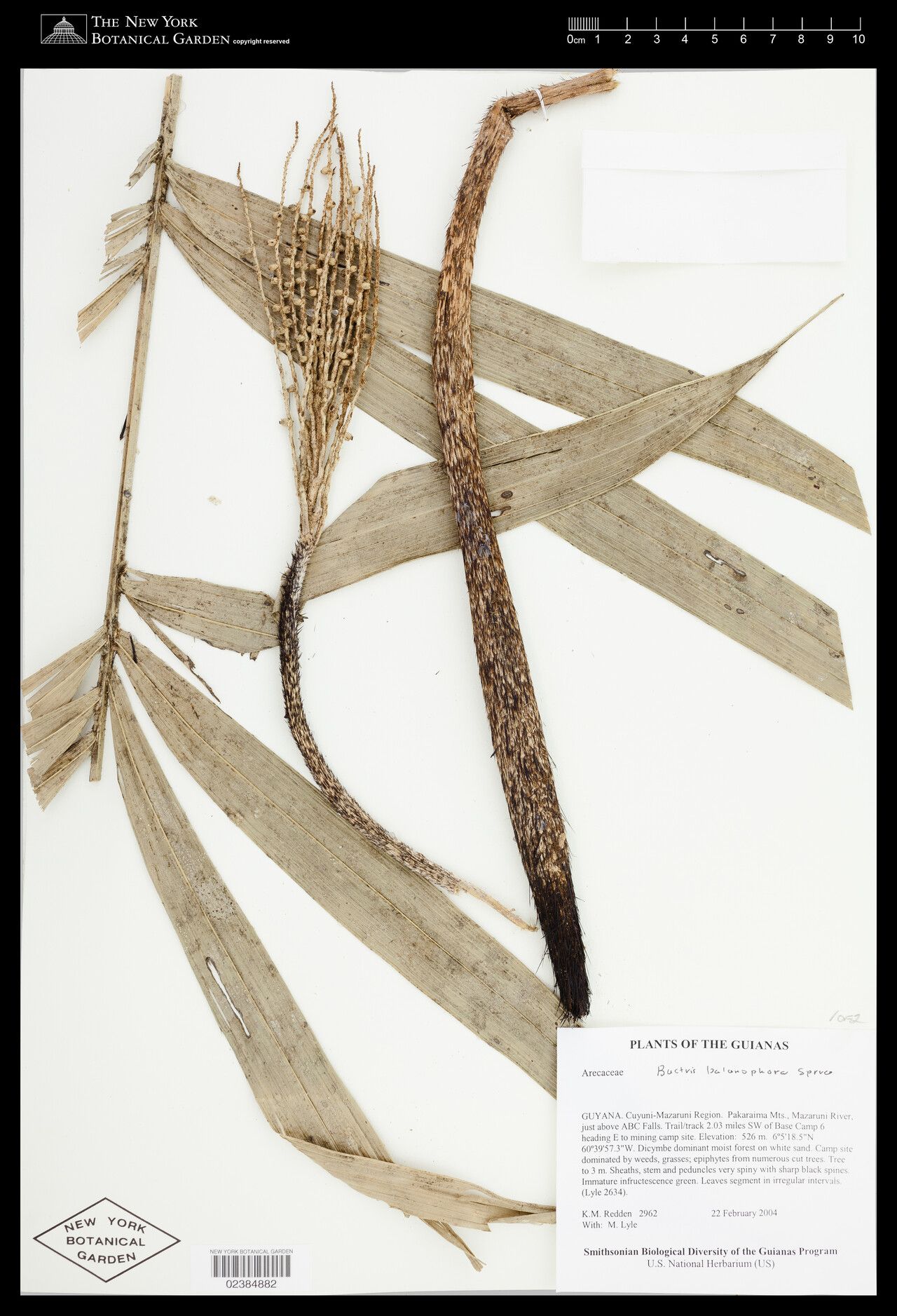 Bactris balanophora fruit