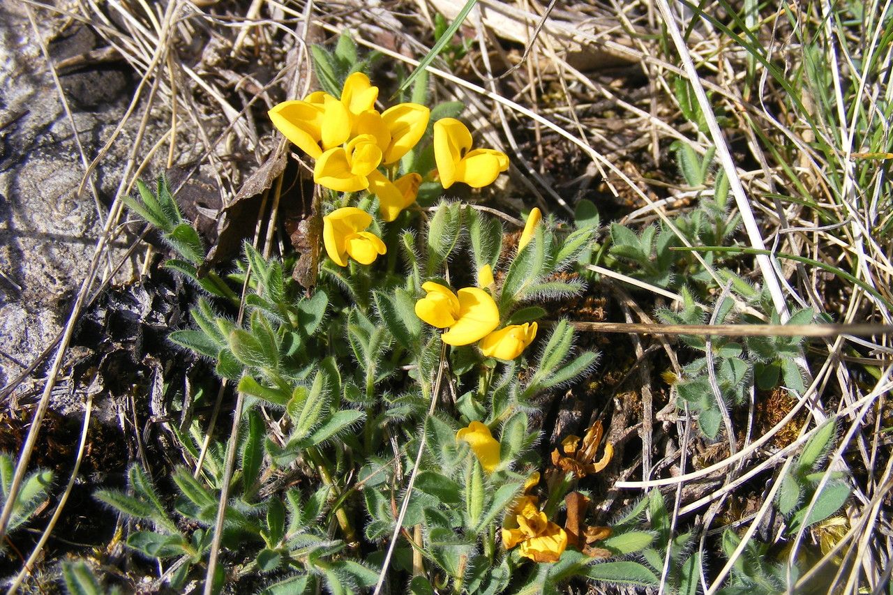 Genista pulchella habit