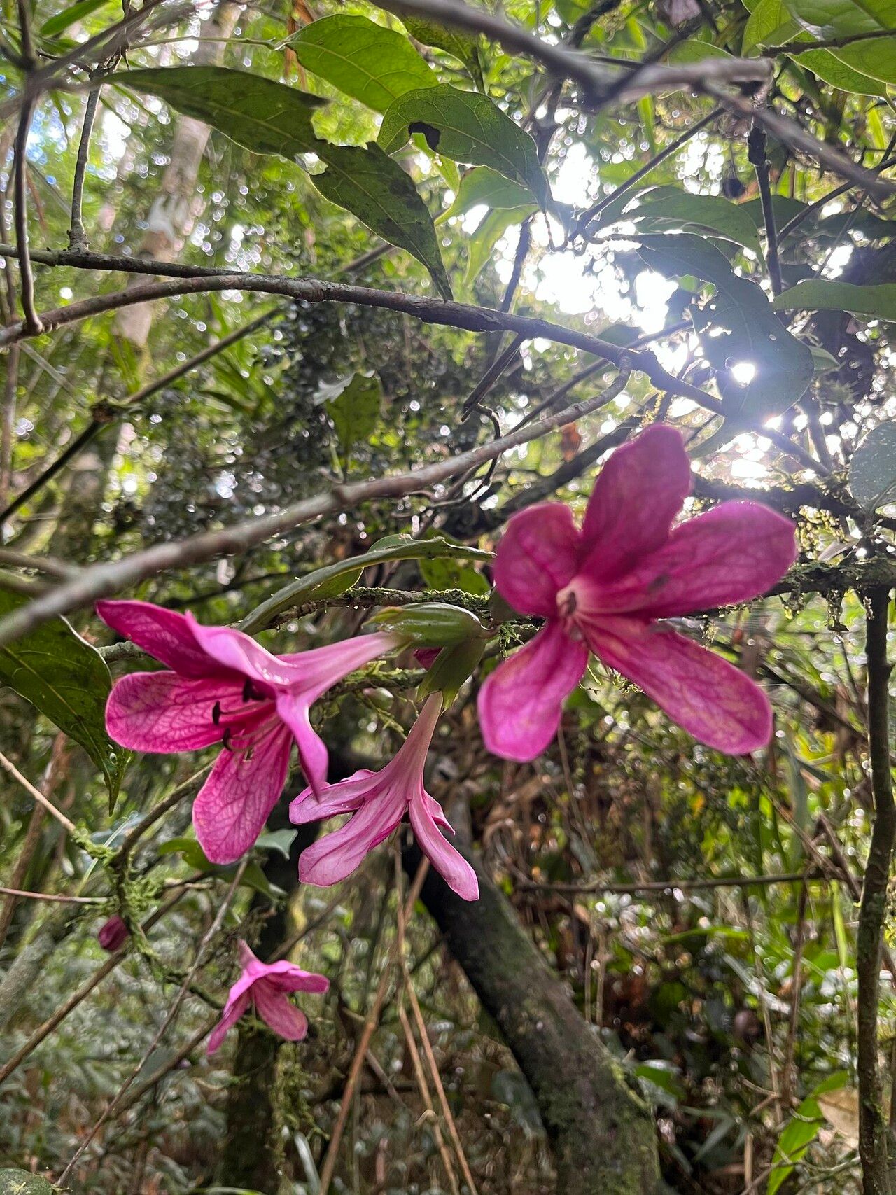 Clerodendrum chartaceum flower