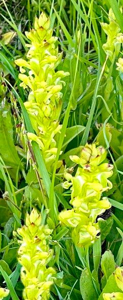 Satyrium odorum — houseplant care guide