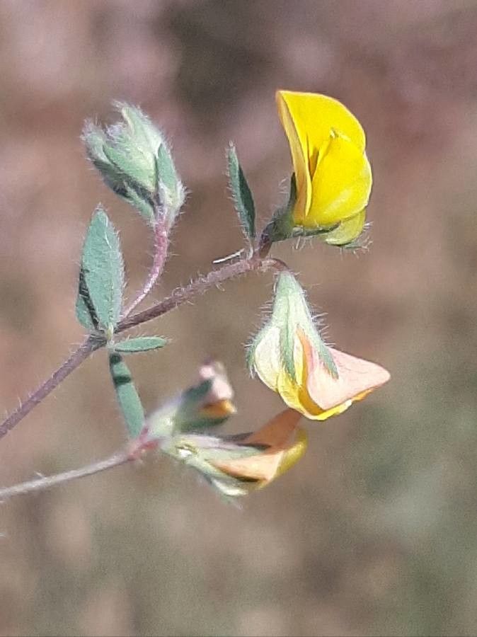 Lotus castellanus flower