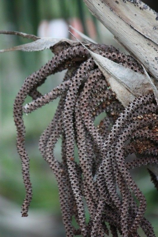 Latania lontaroides flower