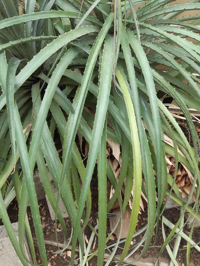 Puya vasquezii — search result for 'Puya'