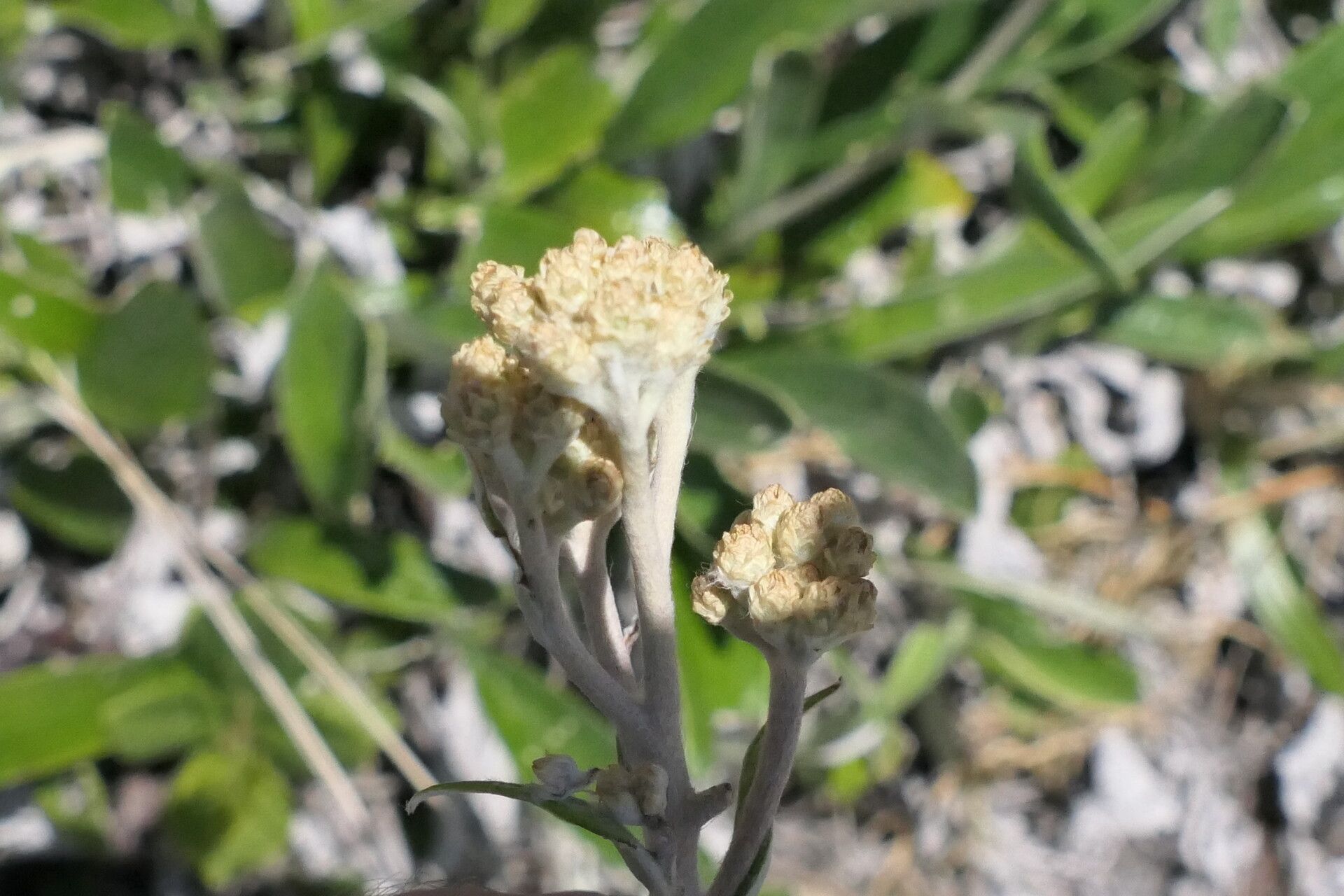 Helichrysum nudifolium flower