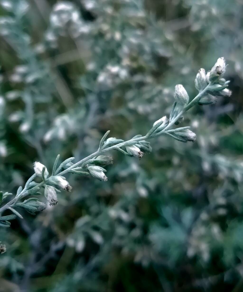 Artemisia frigida flower