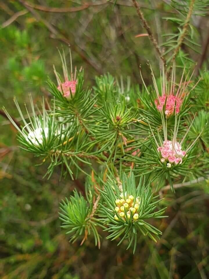 Darwinia fascicularis flower