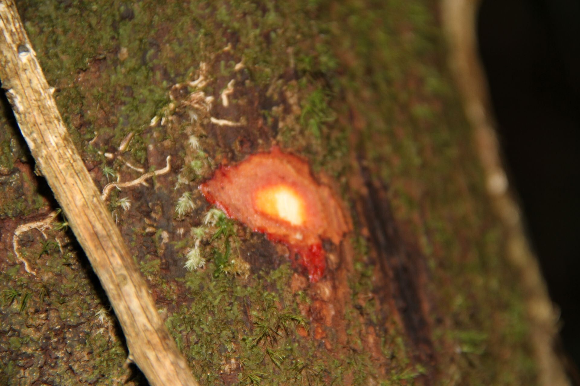 Cryptocarya gracilis bark