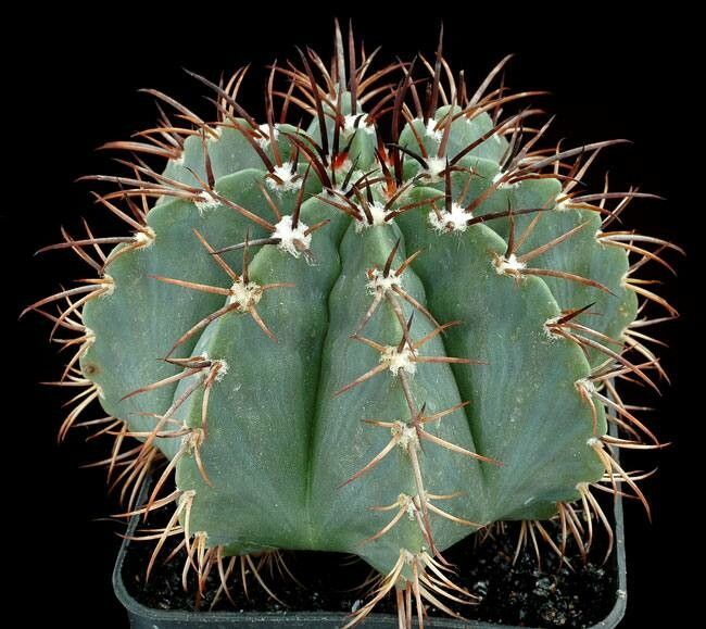 Melocactus pruinosus habit