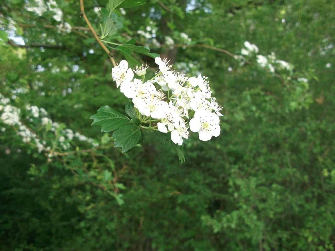 Crataegus rosiformis flower