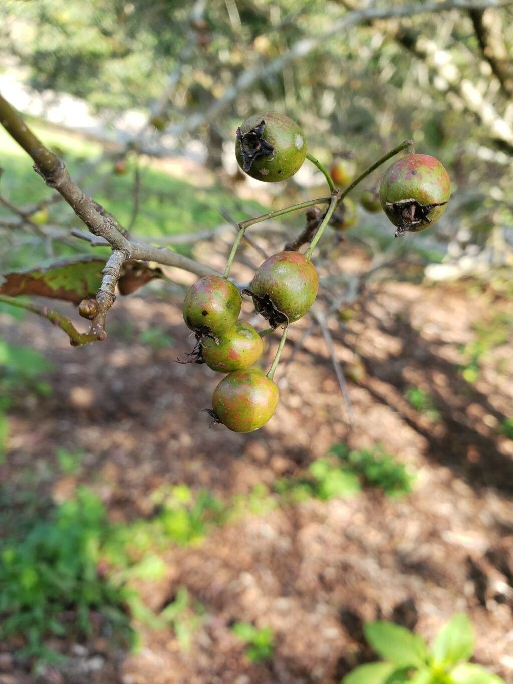 Crataegus scabrida fruit