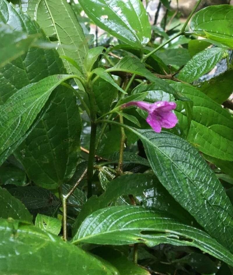 Nautilocalyx melittifolius flower