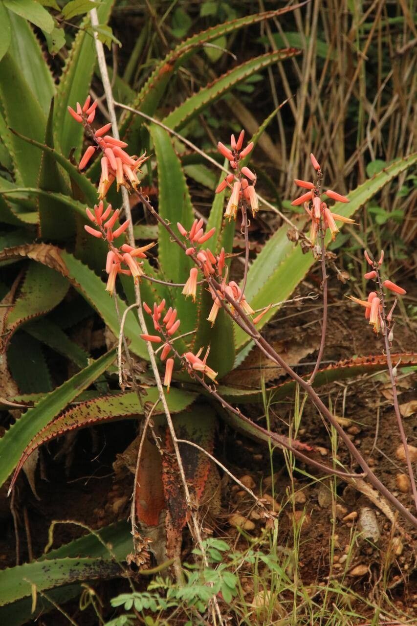 Aloe butiabana flower
