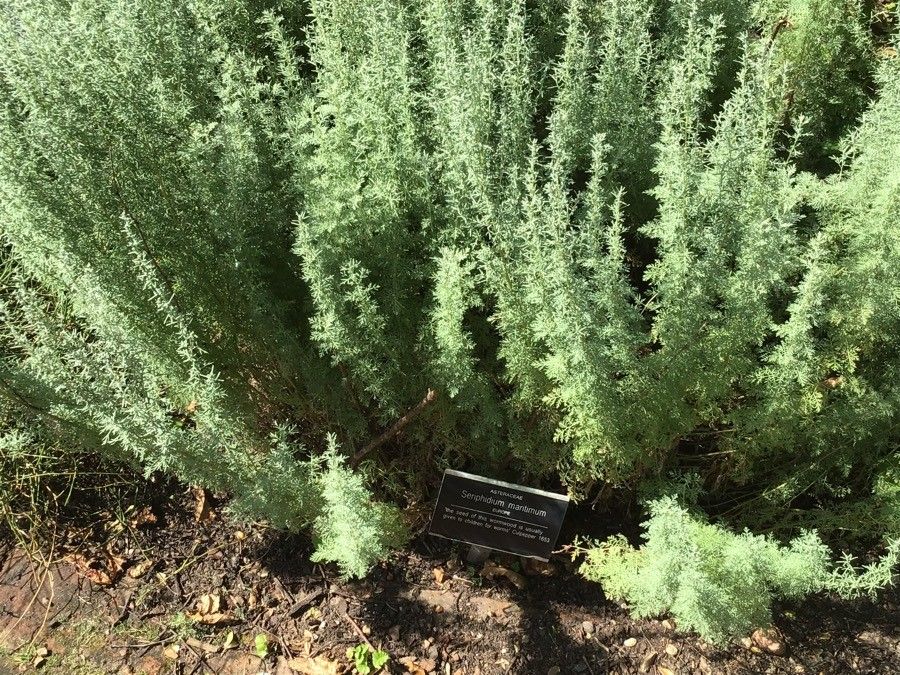 Seriphidium maritimum — search result for 'Denmark'