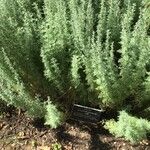 Seriphidium maritimum