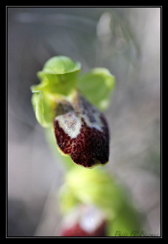 Ophrys marmorata fruit