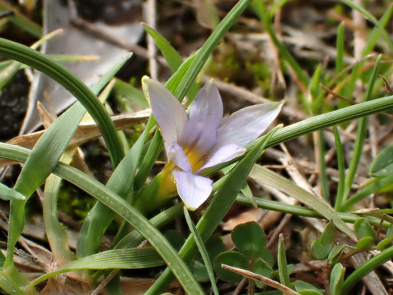 Romulea ramiflora flower
