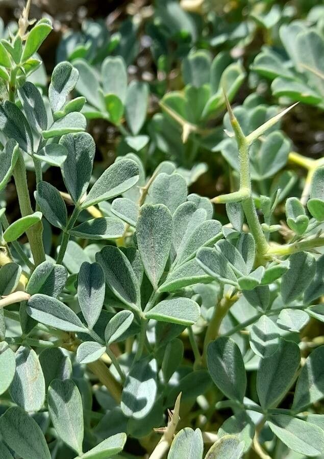 Adesmia aegiceras — houseplant care guide