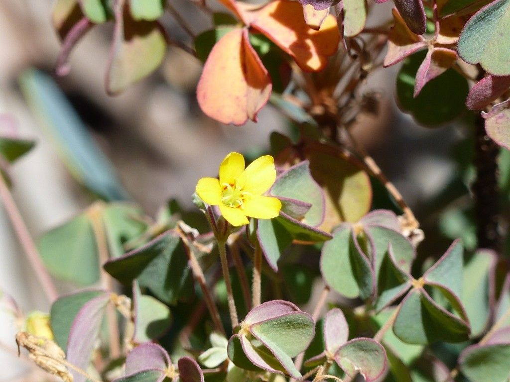 Oxalis elsae flower