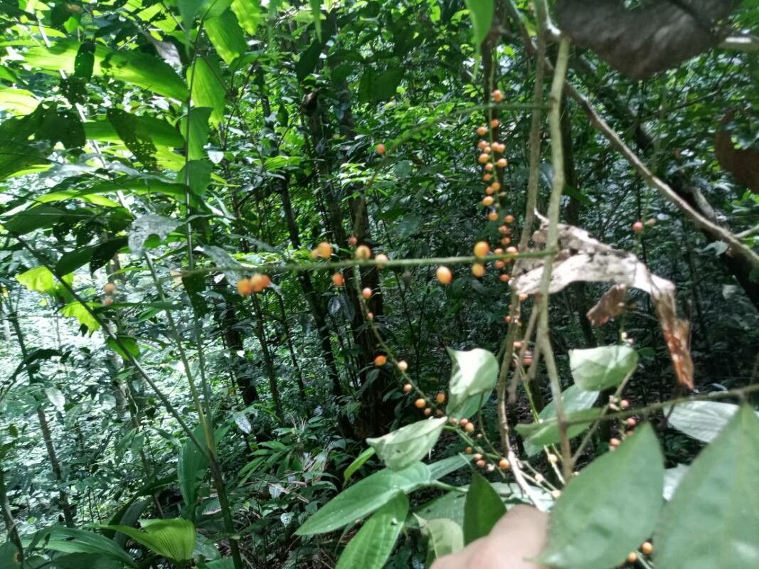 Picramnia guianensis fruit