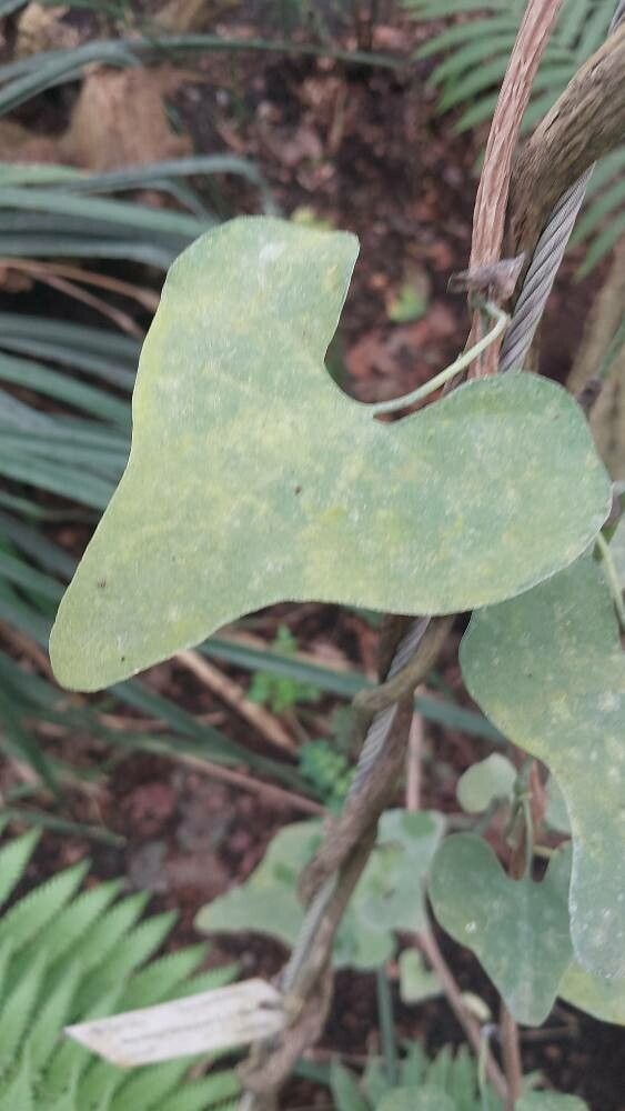 Distimake tuberosus leaf