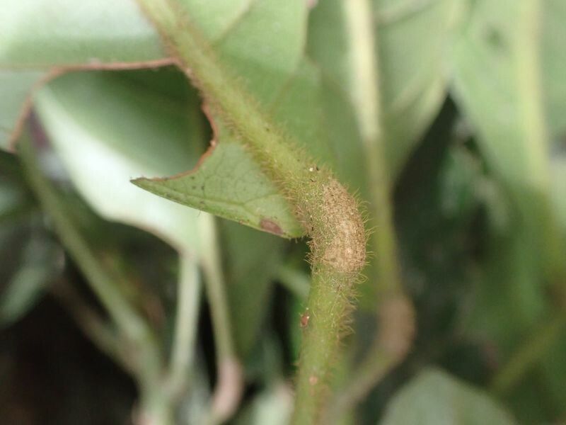 Uapaca vanhouttei leaf