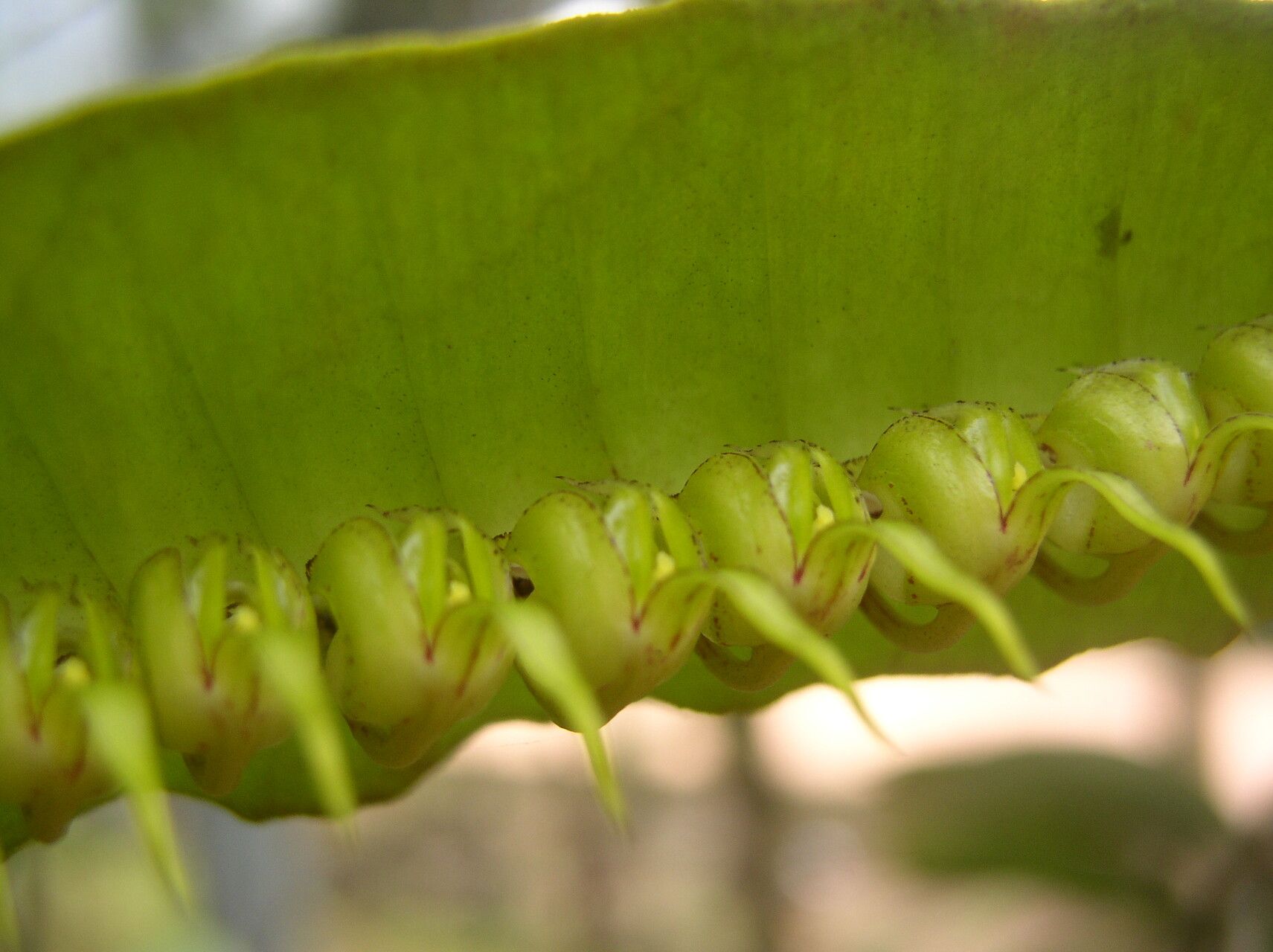 Bulbophyllum renkinianum fruit