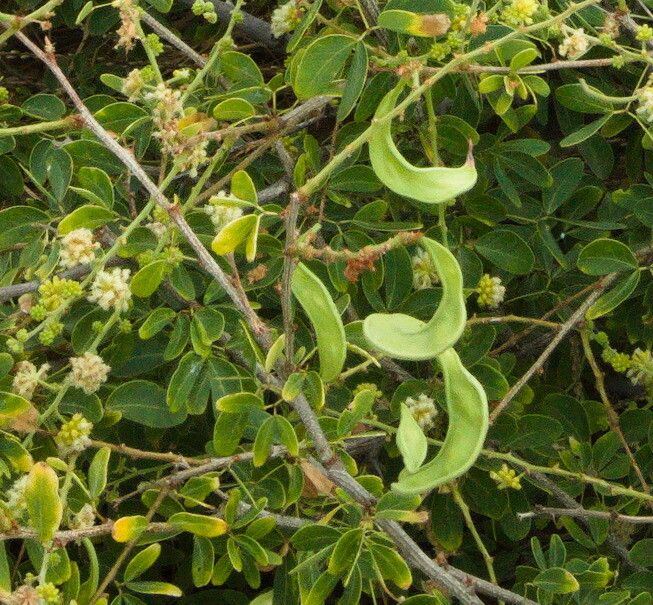 Pithecellobium dulce fruit