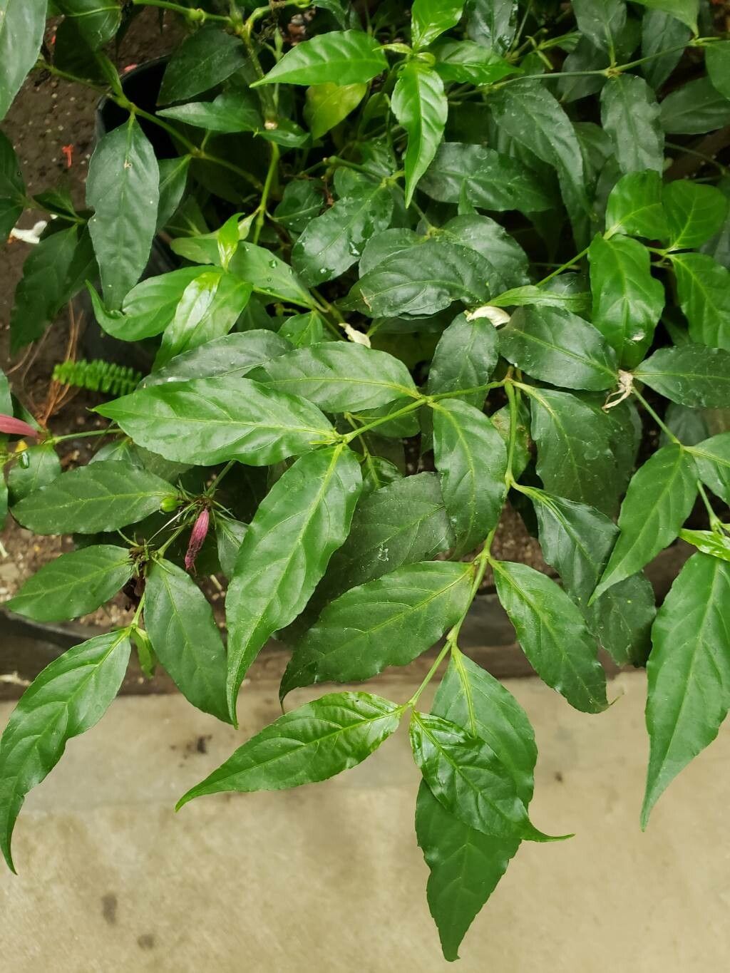 Dianthera candicans — search result for 'Dianthera'