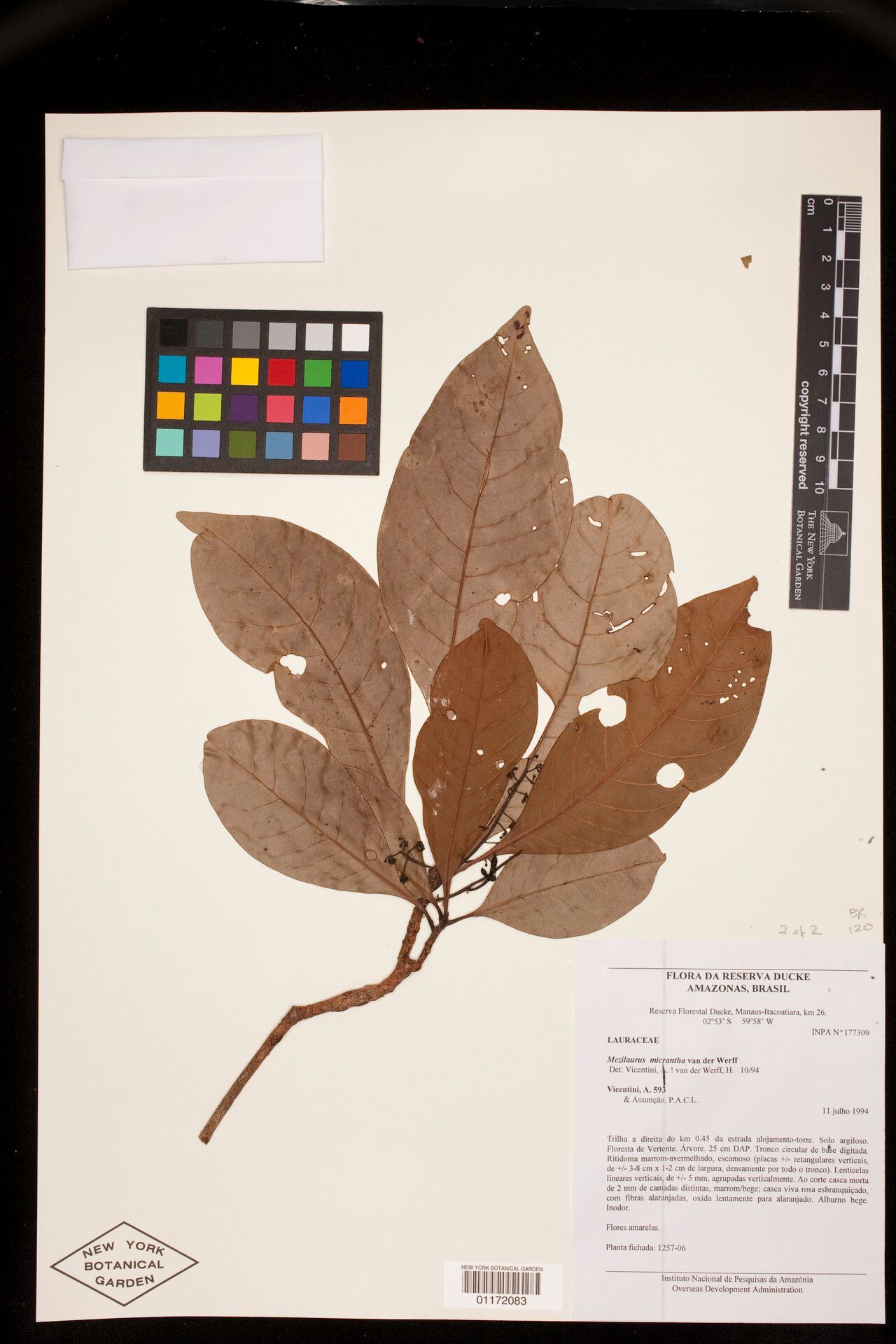 Mezilaurus micrantha — houseplant care guide