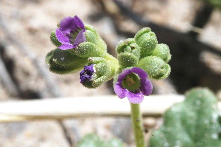 Phacelia parishii — houseplant care guide