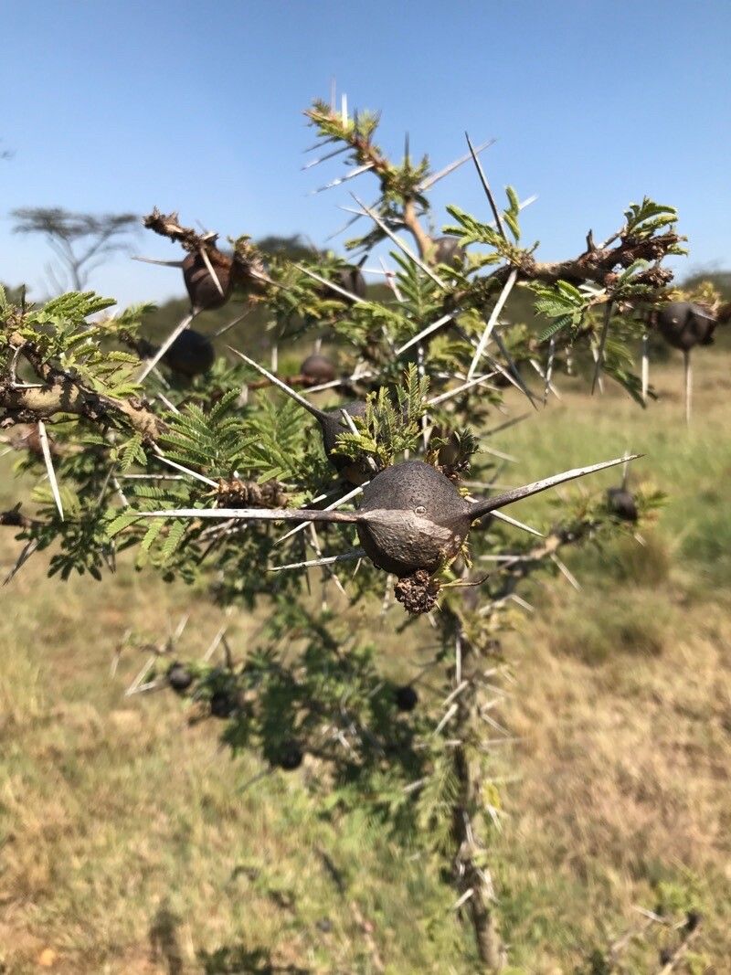 Acacia drepanolobium fruit